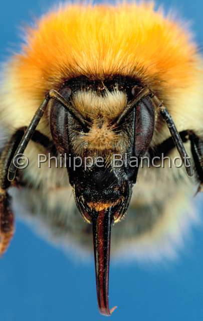 Bombus pascuorum.JPG - in "Portraits d'insectes" ed. SeuilBombus pascuorumBourdon des presHymenoptera ApidaeFrance